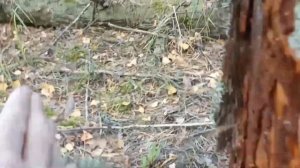 СБОР СОСНОВОЙ КОРЫ