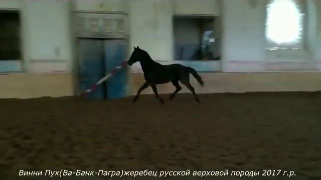 Виннипух 2017 (Ва-Банк-Пагра о. Гепард) русская верховая порода смотреть онлайн