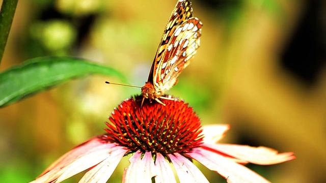 Красивые насекомые в Природе. Стрекозы, Жуки, Бабочки смотреть онлайн