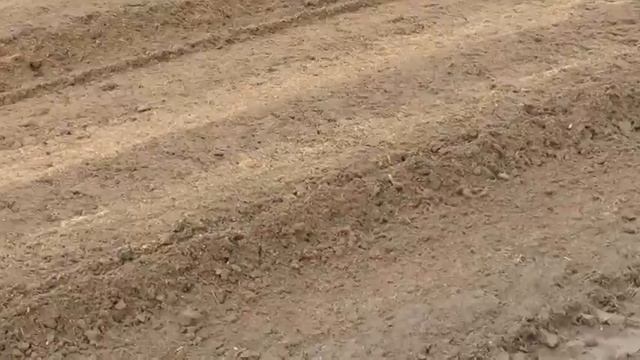 Посадка голубики, осень 2013 смотреть онлайн