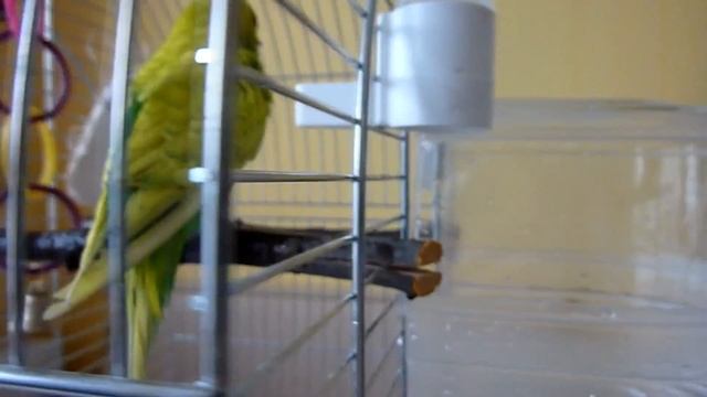 КАК КУПАЕТСЯ ПОПУГАЙ/ ПОПУГАЙ КУПАЕТСЯ/УХОД И СОДЕРЖАНИЕ ПОПУГАЯ/КУПАЛКА/#зеленый попугайчик TV смотреть онлайн