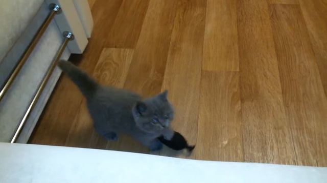 Британский котёнок. Любимая игрушка Космоса смотреть онлайн