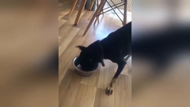 Приколы С Животными / Попробуй Не Засмеяться! / Funny Animals / САМЫЕ СМЕШНЫЕ ЖИВОТНЫЕ #6 смотреть онлайн