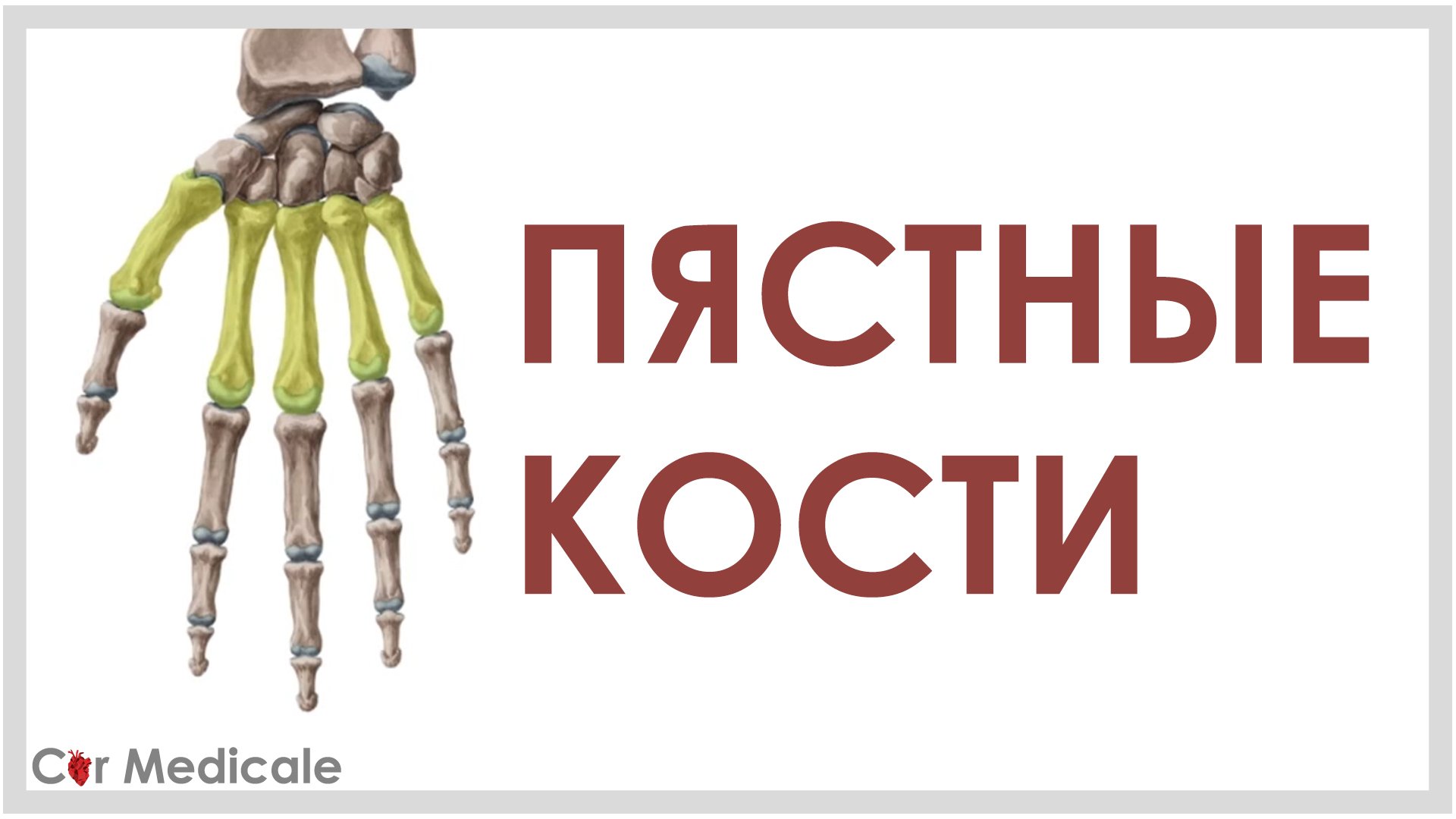 Пястные кости смотреть онлайн