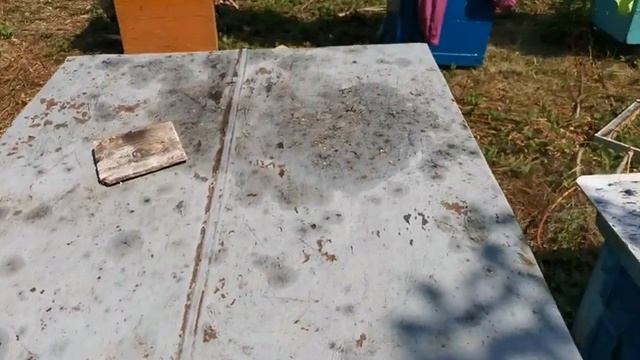 Как избавиться от пчелы, если она пристает к вам! смотреть онлайн