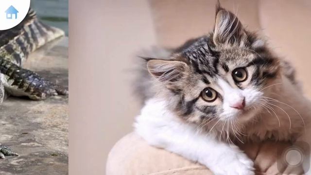 Учим слова - животные. Learning words - animals. смотреть онлайн
