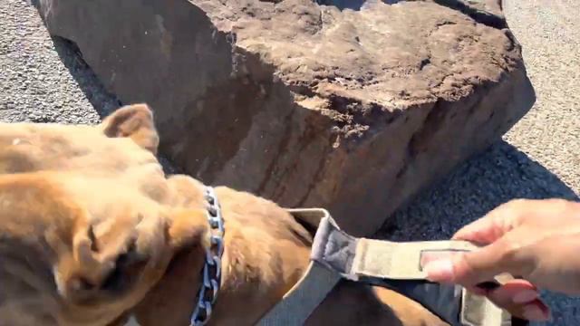 Pitbull Attacks Golden Retriever | Питбуль Нападает На Золотистого Ретривера #Dog #pitbull смотреть онлайн