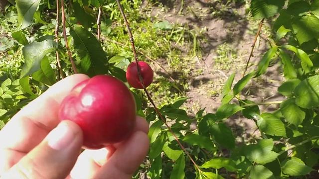 Нектарин сорт раннесредний Ванг 8 смотреть онлайн