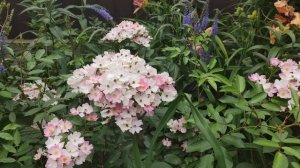 ВОЛШЕБНОЕ ЦВЕТЕНИЕ МУСКУСНОЙ РОЗЫ БАЛЕРИНА BALLERINA .Blooming roses in garden .