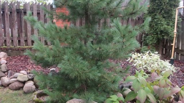 ХВОЙНЫЕ в моем саду-1-я часть -обзор --октябрь 2020г смотреть онлайн