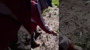 Уклейка на косынку