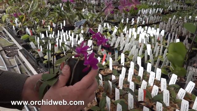OrchidWeb - Phal. Perfect Pixie смотреть онлайн