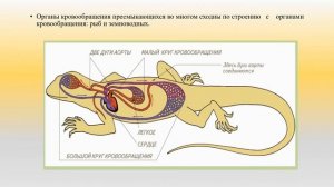 Внутреннее строение пресмыкающихся биология 8 кл