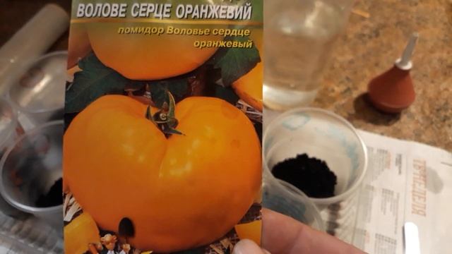 УХОД ЗА МОЛОДОЙ РАССАДОЙ / РАЗМНОЖЕНИЕ / ПОЛИВ / РАССАДА БЕЗ ПИКИРОВКИ / Рассада на подоконнике смотреть онлайн