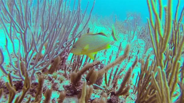 Хек Асмр смотреть онлайн