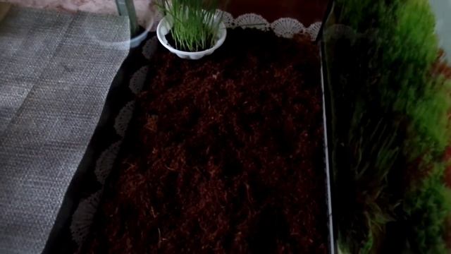 Африканская гигантская улитка ахатина (Achatina ) обустройство террариума смотреть онлайн