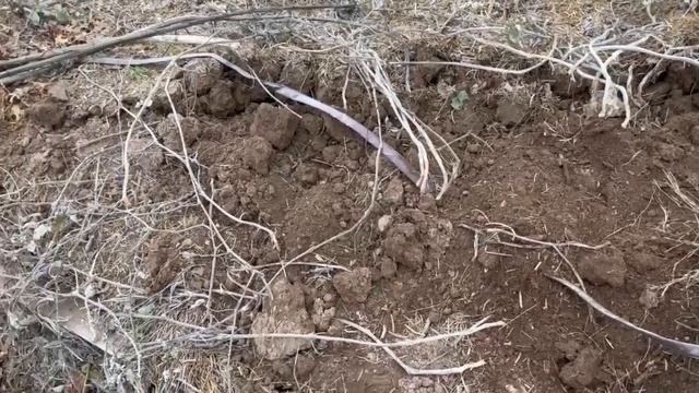 Relocating a Buffalo Gourd Plant смотреть онлайн