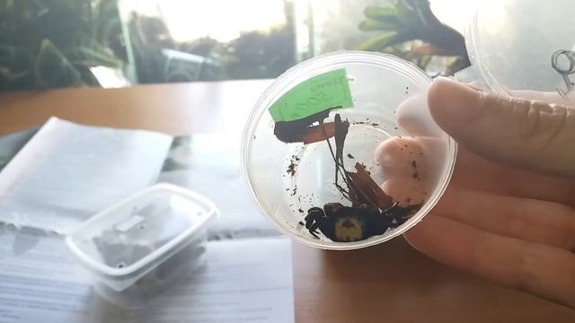 Распаковка с Рептилиума смотреть онлайн