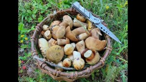 Красавцы белые грибы, дубовики! За грибами в лес-2024! Дары природы, жизнь в деревне