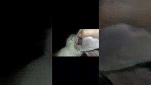 Лечим серную болезнь ушей у кроликов!