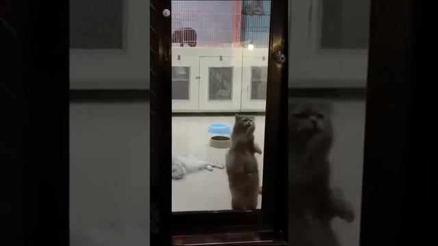 Look How this Cat Can Dance to Scottish Drums! Unbelievable Scenery смотреть онлайн