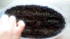 Жимолость из семян  (Часть 2) всходы