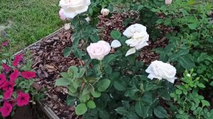 Лучшие сорта роз!!! Устойчивые к жаре и к болезням!!! Цветение 22.06.2021