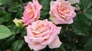 Плетистая роза Цезарь