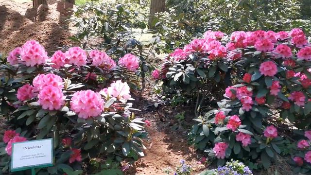 #рододендронов#ботаническийсад#бабите#юрмала смотреть онлайн