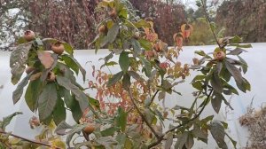 Мушмула германская и айва настоящая в Беларуси