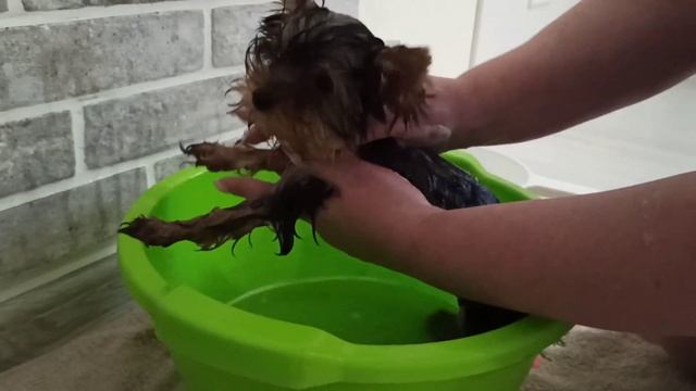 Первое КУПАНИЕ ЩЕНКА ЙОРШИРСКОГО ТЕРЬЕРА . Что пошло не так ? смотреть онлайн