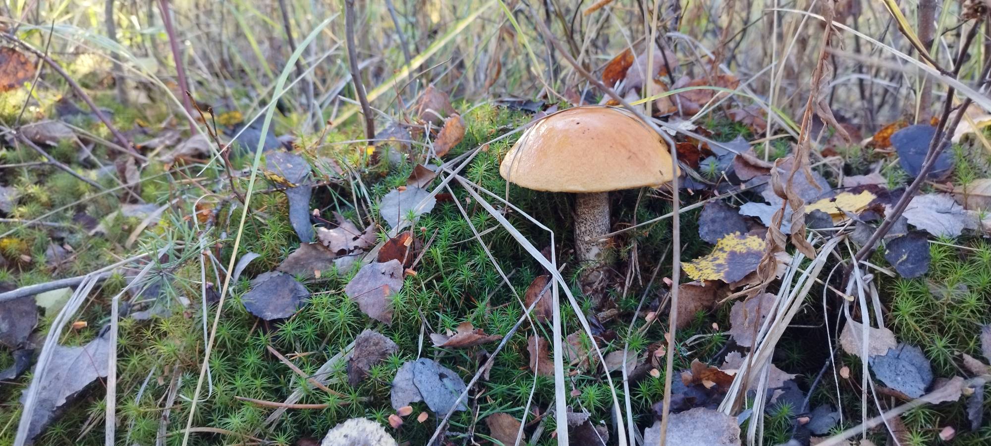 ПОдосиновики после жары. смотреть онлайн