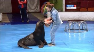 Пермяки узнали секреты дрессировки морского льва