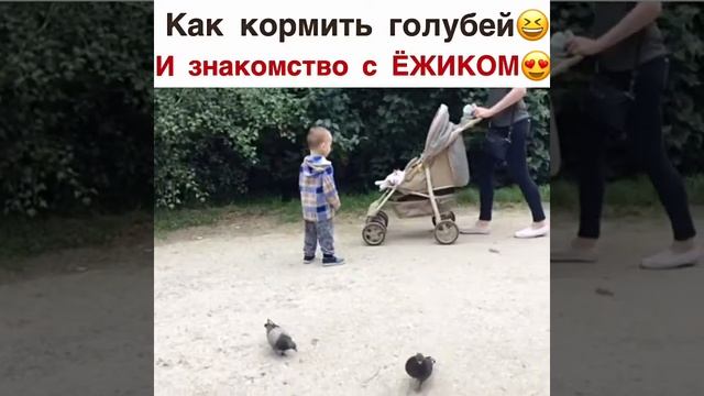 Ёжик, и как правильно кормить голубей)) смотреть онлайн
