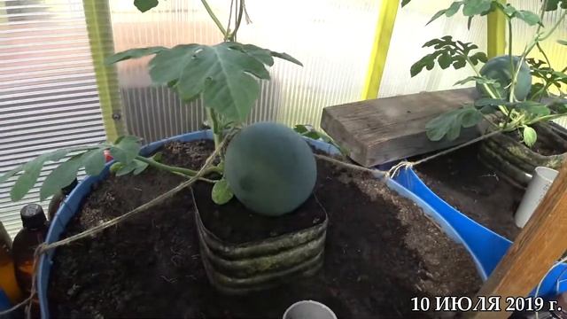 ОПЫЛЕНИЕ ДЫНЬ. КАК ПОДВЕШИВАТЬ АРБУЗЫ В ТЕПЛИЦЕ. ЧАСТЬ 11. смотреть онлайн