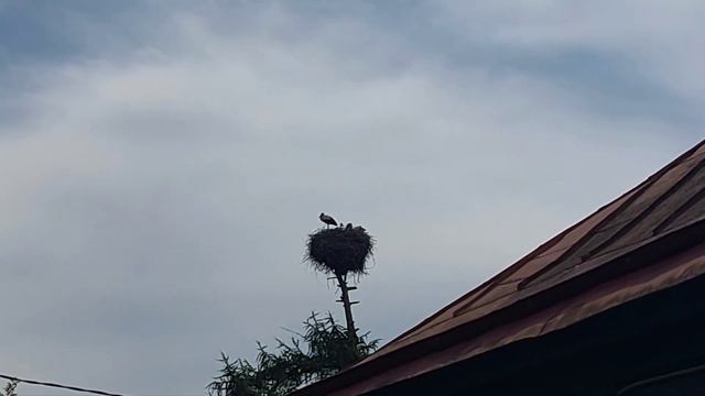 Прогулка с алабаем Шерманом в Панское. Аисты. Бабочки на дороге. смотреть онлайн