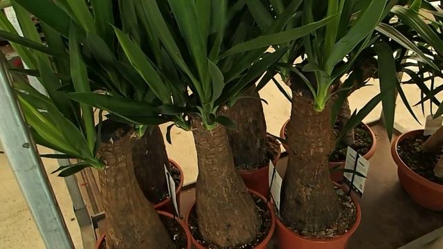 Yucca elephantipes смотреть онлайн