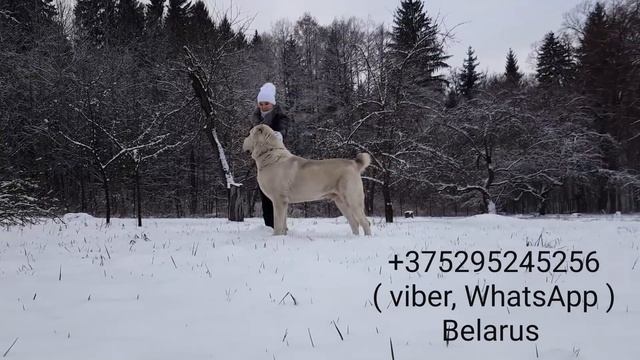 ГИГАНТСКИЙ АЛАБАЙ ДЖАФАР ВЕСОМ В 115 КГ!!!!! THE GIANT JAFAR CHAMPION OF BELARUS!!!!!! смотреть онлайн