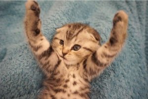 Прикол с котенком ♥ Скоттиш фолд ♥ Аэробика, зарядка ♥ Scottish Fold