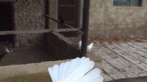 Голуби Владислава Бучеловского. Белые. 17.10.2021 2 ч.