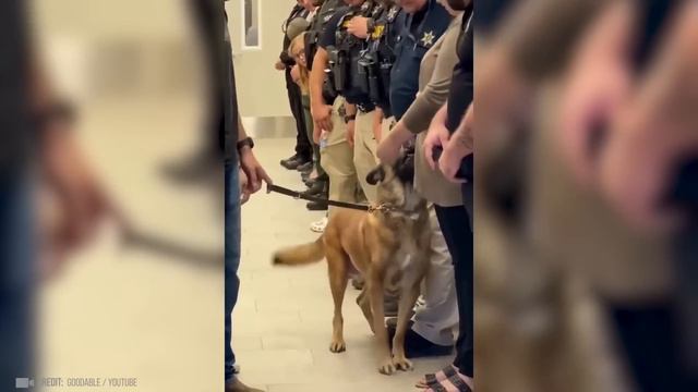 Животные СПАСАЮТ Людей! Топ 10 Животных Героев Спасших Жизни!(0) смотреть онлайн