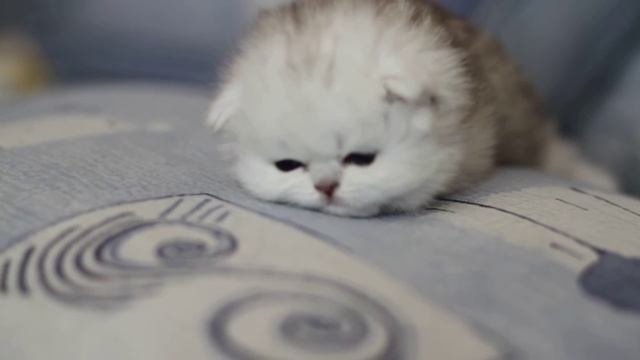 СЕРЕБРИСТАЯ ШИНШИЛЛА котята смотреть онлайн