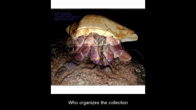 2020 Crab Con - THE COLLECTION AND EXPORT OF HERMIT CRABS IN INDONESIA смотреть онлайн