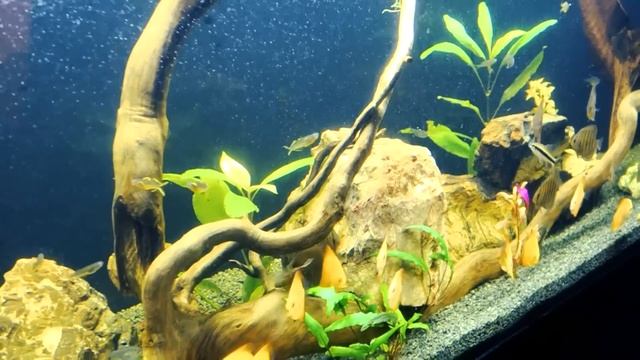 Аквариумный фильтр. Фильтр для аквариума. смотреть онлайн