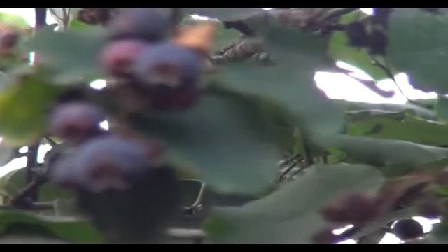 Питомник Садоград. Саженцы ирги. Ирга ольхолистная «Смоуки» (Канада). смотреть онлайн