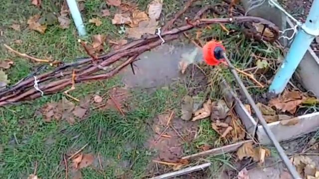 Виноград Подмосковья 15.11.2020, обработка кустов 3% раствором медного купороса. Виноградник Копейк смотреть онлайн