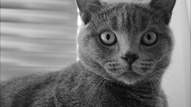 DL♥ моя любимая девочка✿ смотреть онлайн