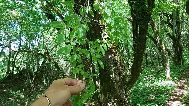 Абхазия Кодорское ущелье сторожит древнейшая крепость смотреть онлайн