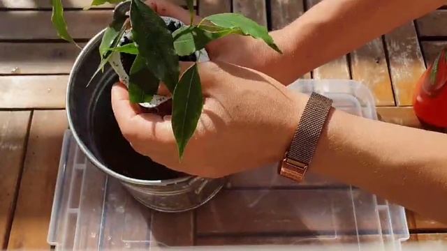 ФІКУС Бенжаміна як РОЗМНОЖИТИ ?? Догляд за ФІКУСОМ ?? смотреть онлайн