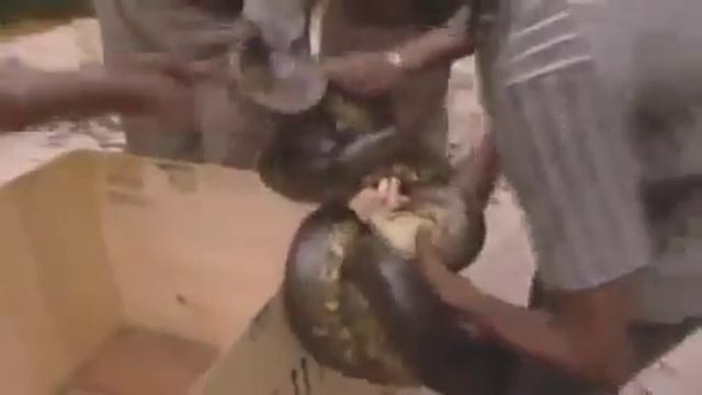 Питон заглотил руку женщины! смотреть онлайн